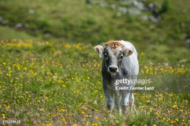 calf in a meadow, high tauern national park, matrei, east tyrol, tyrol, austria - osttirol stock pictures, royalty-free photos & images