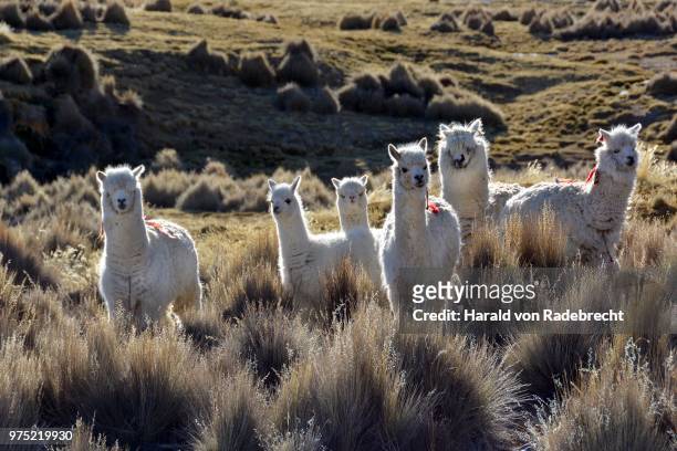 white lamas (lama glama) in paja grass, sajama national park, bolivia - paja stock pictures, royalty-free photos & images