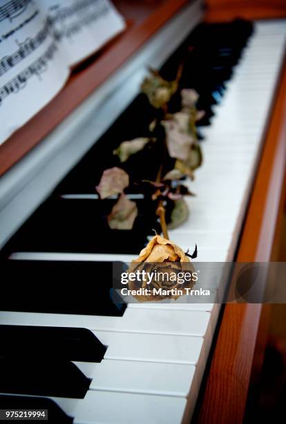 dried rose on a piano - piano rose stockfoto's en -beelden