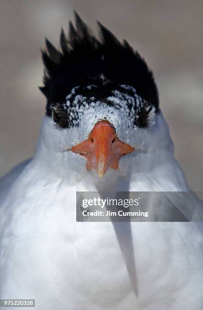 mascara: how much is too much? - royal tern - royal tern stockfoto's en -beelden