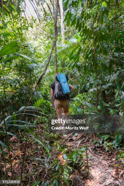 tourist, hiker, young woman walking along a trail in the jungle, kuala tahan, taman negara, malaysia - taman negara national park stock pictures, royalty-free photos & images