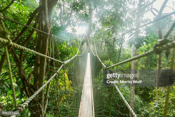 suspension bridge in jungle, kuala tahan, taman negara national park, malaysia - taman negara national park stock pictures, royalty-free photos & images