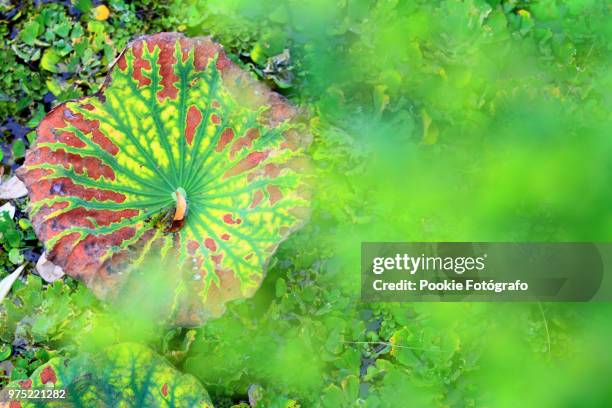 lotus leaf - fotógrafo stock pictures, royalty-free photos & images