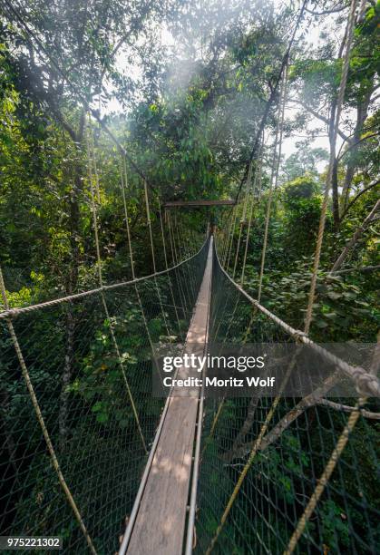 suspension bridge in jungle, kuala tahan, taman negara national park, malaysia - taman negara national park stock pictures, royalty-free photos & images