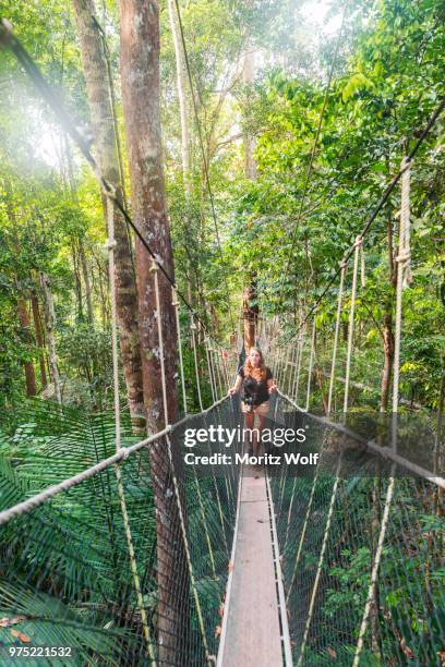 tourist, woman on suspension bridge in jungle, kuala tahan, taman negara national park, malaysia - taman negara national park stock pictures, royalty-free photos & images