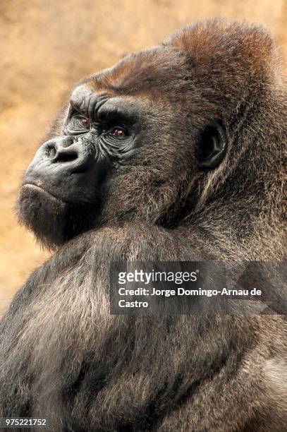 gorila - gorila stock pictures, royalty-free photos & images
