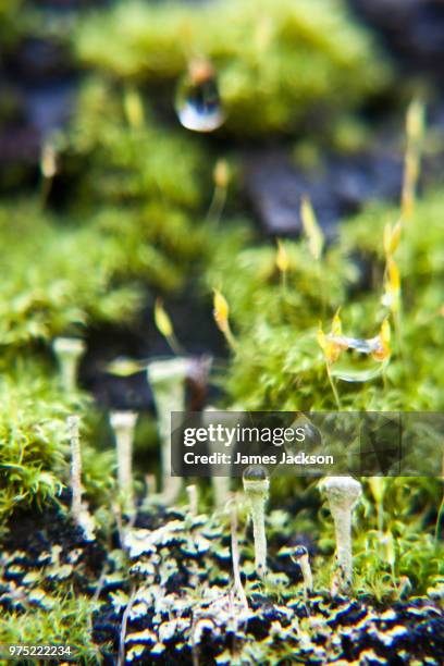 in the land of the fairies - cladonia stock pictures, royalty-free photos & images