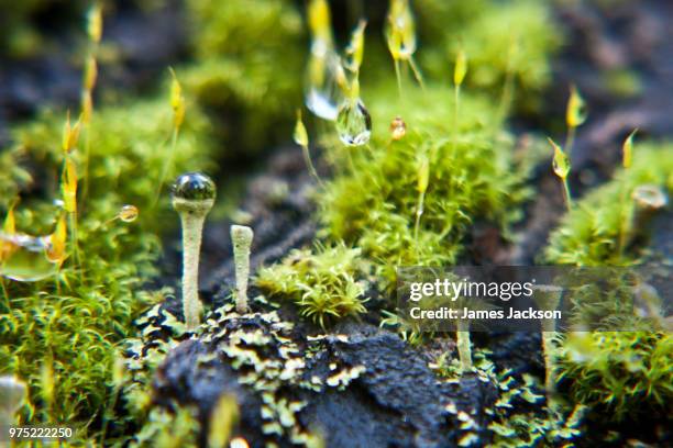 where the fairies roam - cladonia stock pictures, royalty-free photos & images