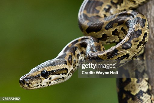 full grown african rock python Images High Quality... African Rock Python 2 High-Res Stock Photo - Getty Images
