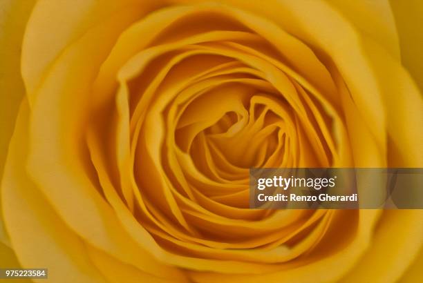 yellow rose - renzo gherardi foto e immagini stock