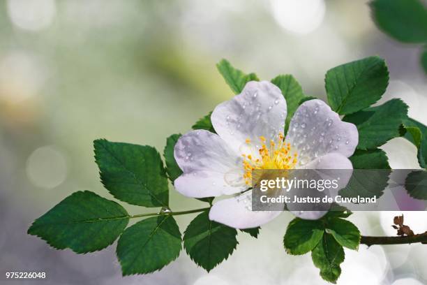 blossoming white dog rose (rosa canina) with raindrops, schleswig-holstein, germany - ca nina stock pictures, royalty-free photos & images