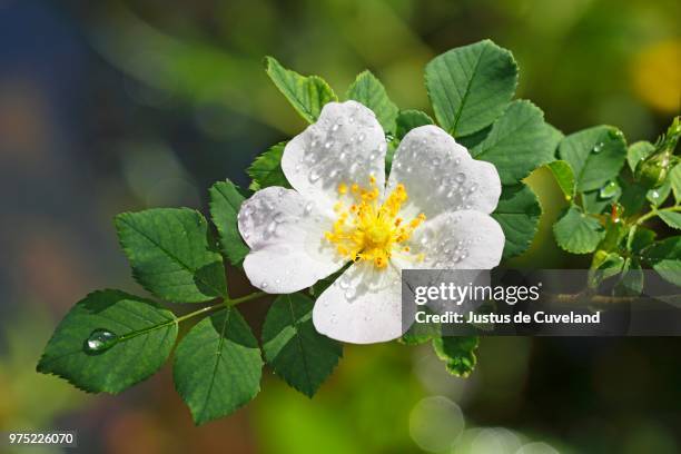 blossoming white dog rose (rosa canina) with raindrops, schleswig-holstein, germany - ca nina stock pictures, royalty-free photos & images