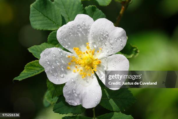 blossoming white dog rose (rosa canina) with raindrops, schleswig-holstein, germany - ca nina stock pictures, royalty-free photos & images