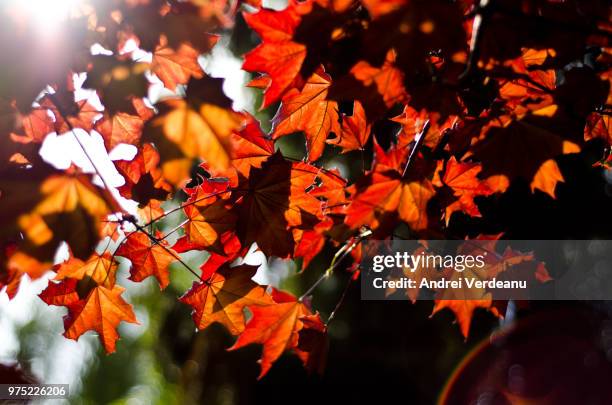 crimson king norway maple - norway maple stockfoto's en -beelden