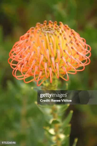 pincushion protea, at kirstenbosch national botanical garden - protea stock pictures, royalty-free photos & images