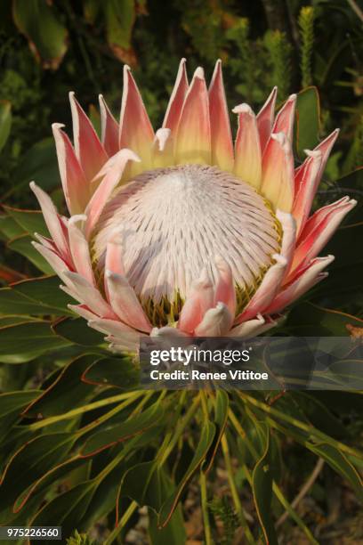 king protea, south africa's national flower - protea stock pictures, royalty-free photos & images