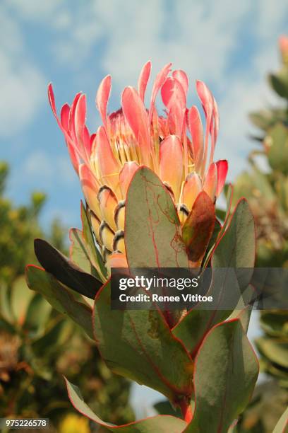 protea at kirstenbosch national botanical garden - protea stock pictures, royalty-free photos & images