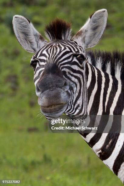 plains zebra (equus quagga), funny animal portrait, looks skeptical, pilanesberg national park, pilanesberg game reserve, south africa - pilanesberg national park stock pictures, royalty-free photos & images