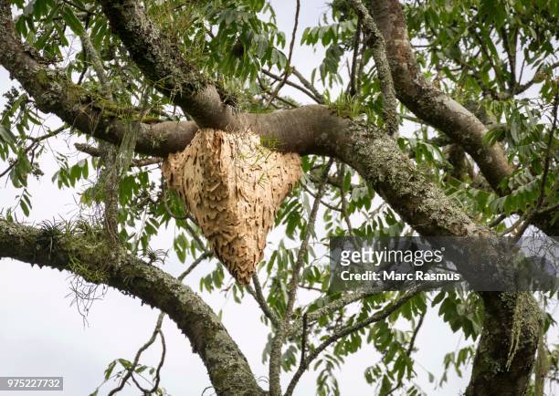 wasp nest hanging in tree, tropical rain forest, bwindi impenetrable national park, uganda - african wasp stock pictures, royalty-free photos & images