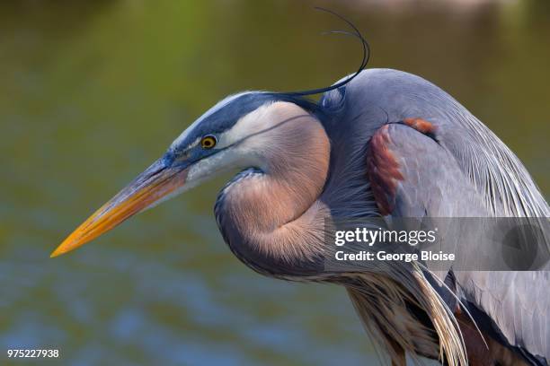 portrait of great blue heron, orlando, florida, usa - water bird photos et images de collection