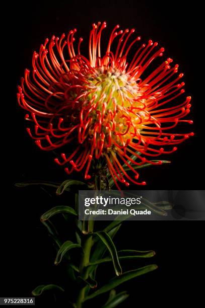 flower - protea stock pictures, royalty-free photos & images