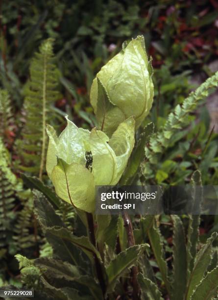 brahma kamal of himalayas - brahma kamal stock pictures, royalty-free photos & images