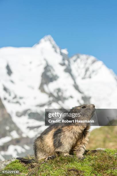 alpine marmot (marmota marmota) in front of grossglockner, high tauern national park, carinthia, austria - alpenmurmeltier stock-fotos und bilder