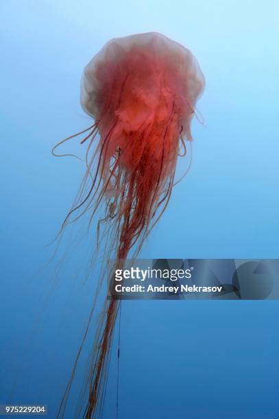 lion's mane jellyfish (cyanea capillata), sea of japan, rudnaya pristan, primorsky krai, russia - lions mane jellyfish stock pictures, royalty-free photos & images