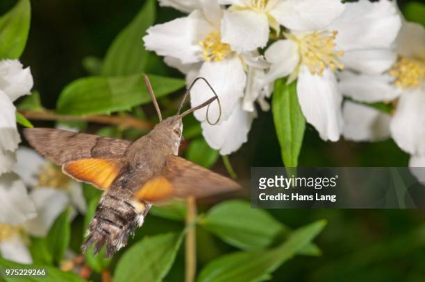 hummingbird hawk-moth (macroglossum stellatarum) approaching a spirea (spiraea) flower, baden-wuerttemberg, germany - spirea stock pictures, royalty-free photos & images