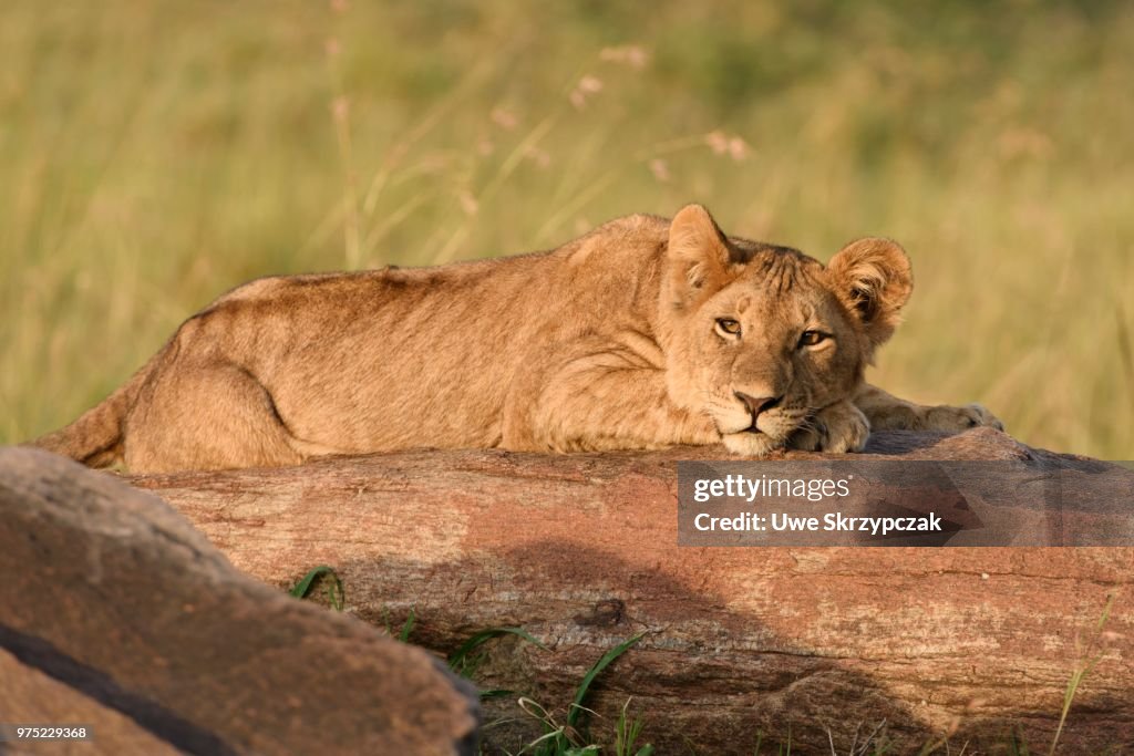 Young lion (Panthera leo) in the evening light, on a rock, Maasai Mara National Reserve, Narok County, Kenya