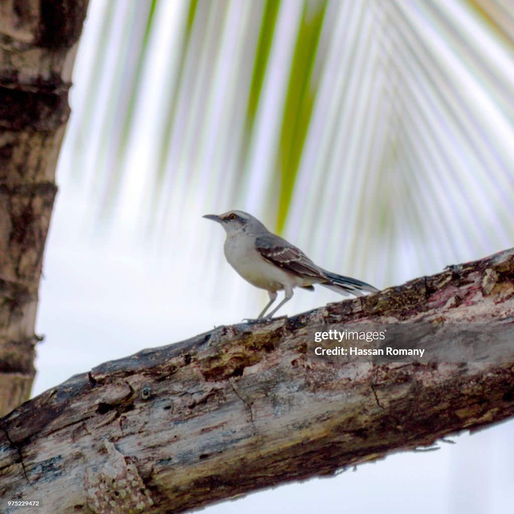 Tropical Mockingbird (Mimus Gilvus)