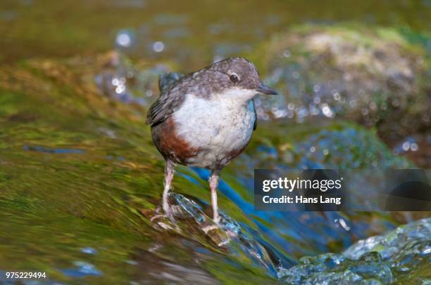 white-throated dipper (cinclus cinclus), young bird, not yet fully coloured, germany - cinclus cinclus stock pictures, royalty-free photos & images