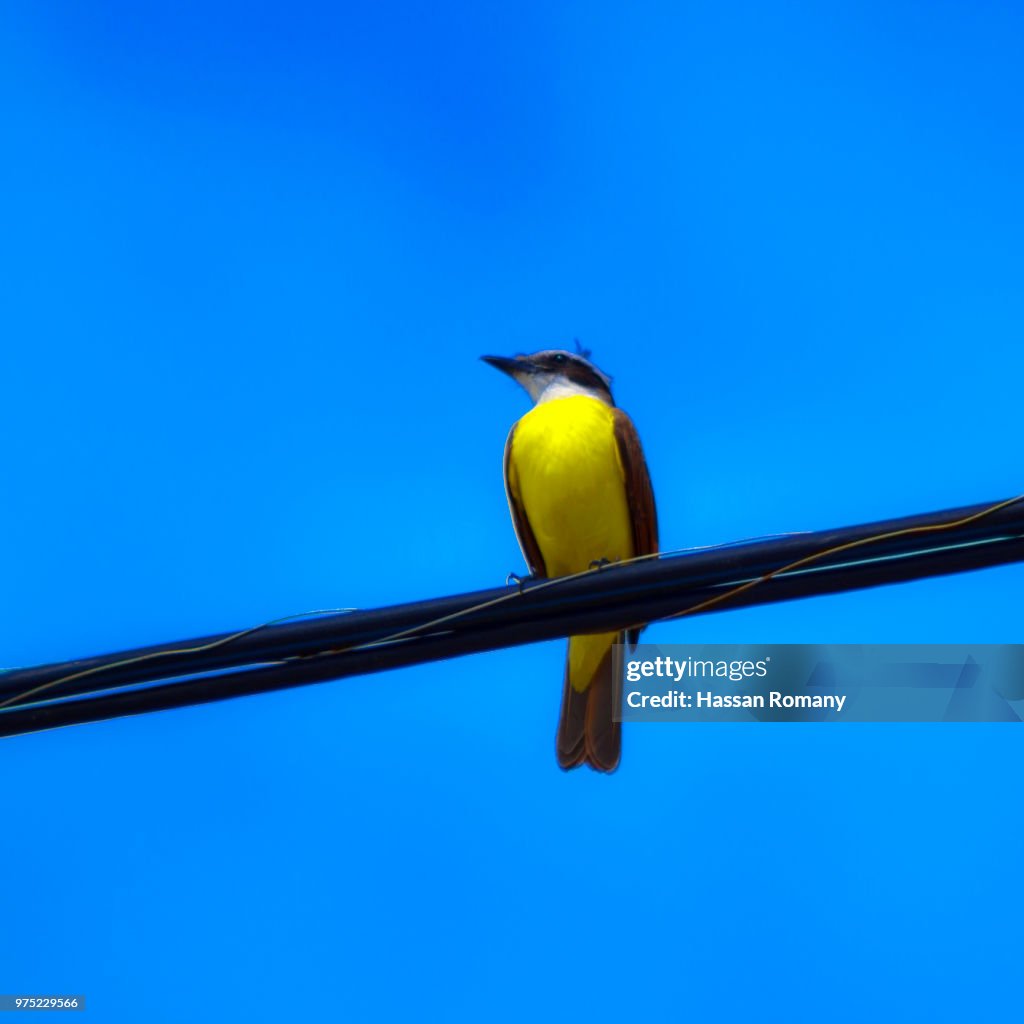 Great Kiskadee (Pitangus Sulphuratus)