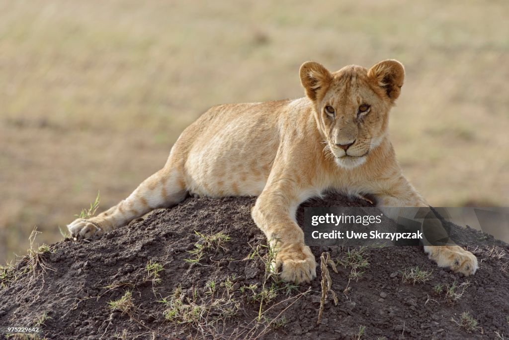 Young lion (Panthera leo) on a termite mound, Maasai Mara National Reserve, Narok County, Kenya