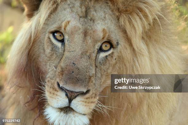 portrait of a male lion (panthera leo) in the early morning light, maasai mara national reserve, narok county, kenya - narok fotografías e imágenes de stock