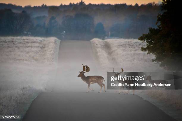 deer crossing - deer crossing stock pictures, royalty-free photos & images