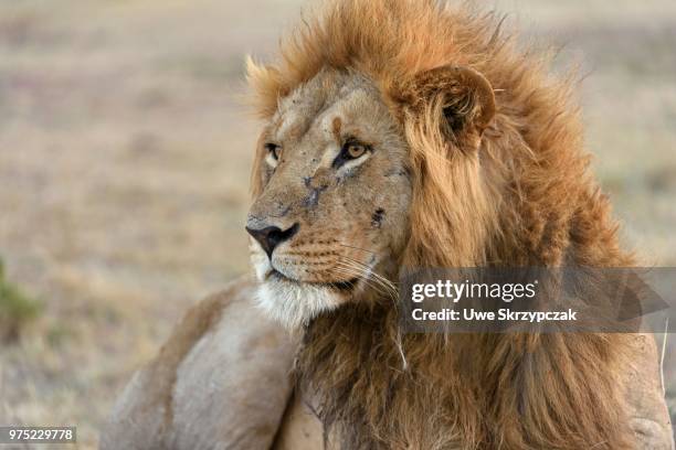 male lion (panthera leo), maasai mara national reserve, narok county, kenya - narok ストックフォトと画像