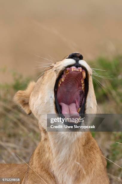 lioness (panthera leo), yawning, maasai mara national reserve, narok county, kenya - narok ストックフォトと画像