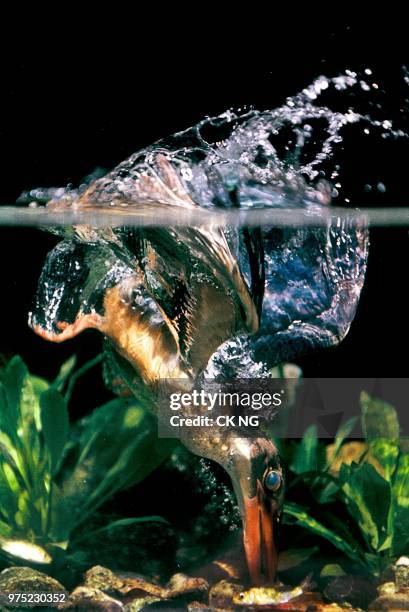 Drippy Turtle Dripping Turtle Photos and Premium High Res Pictures - Getty Images
