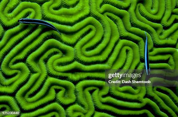 grooved brain coral - animal close up foto e immagini stock