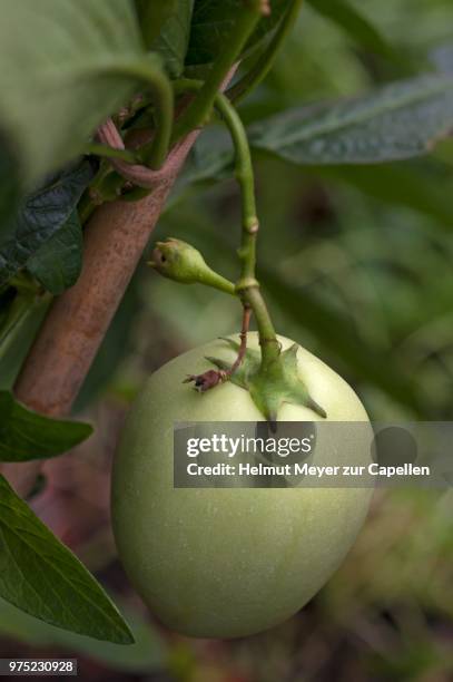 pepino dulce or pepino melon (solanum muricatum), bavaria, germany - pepino stockfoto's en -beelden