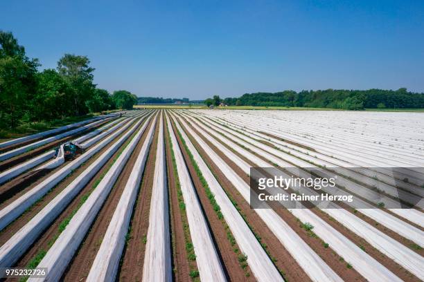 asparagus field during harvesting, asparagus embankments covered with white plastic sheets, schwege, lower saxony, germany - spargel feld stock-fotos und bilder
