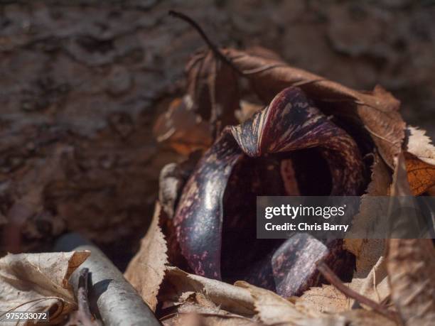skunk cabbage - skunk cabbage stock pictures, royalty-free photos & images