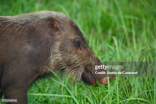 bornean bearded pig (sus barbatus), bako national park, sarawak, borneo, malaysia - bearded pig stock-fotos und bilder