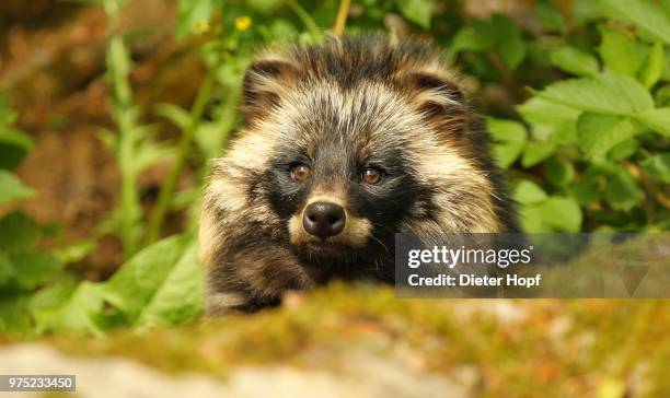 raccoon dog (nyctereutes procyonoides) portrait, mecklenburg, germany - tanuki stock pictures, royalty-free photos & images
