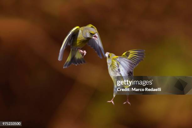 european greenfinch (chloris chloris) - fight or flight stock pictures, royalty-free photos & images