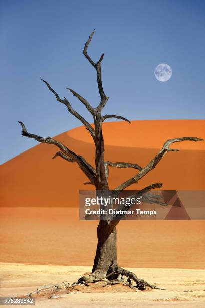 dead tree, namibia - dietmar temps stock-fotos und bilder
