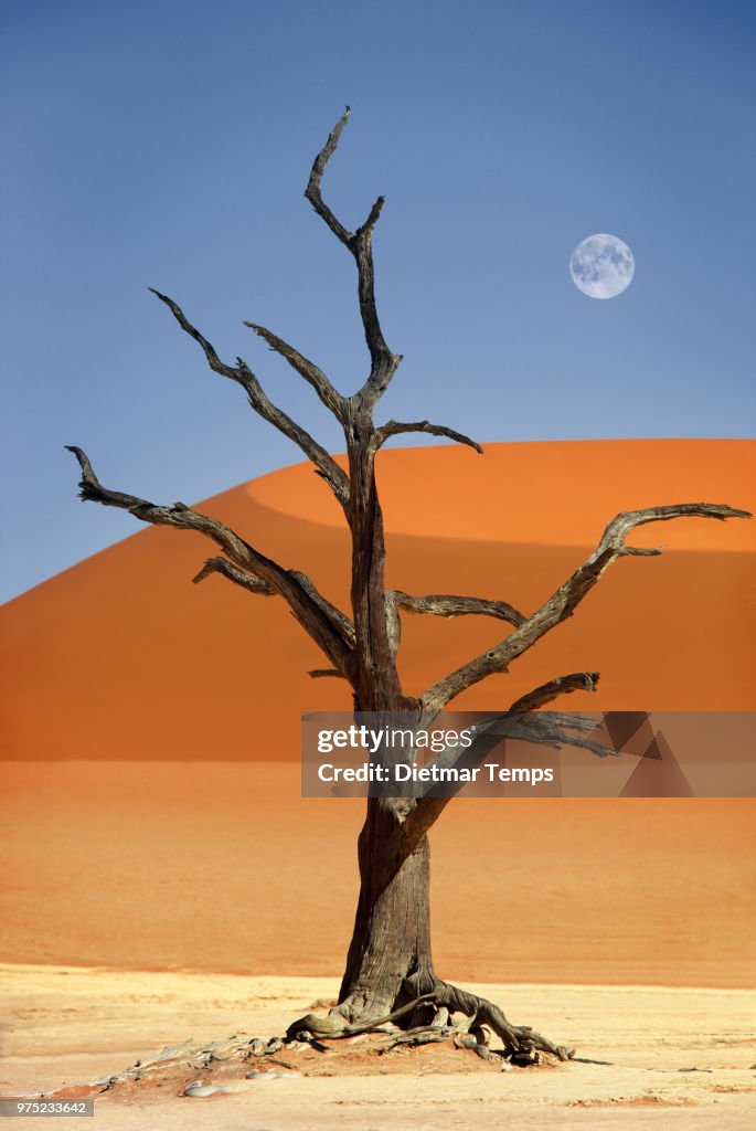 Dead tree, Namibia