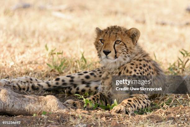 young cheetah (acinonyx jubatus), lying in the shade, maasai mara national reserve, narok county, kenya - narok fotografías e imágenes de stock