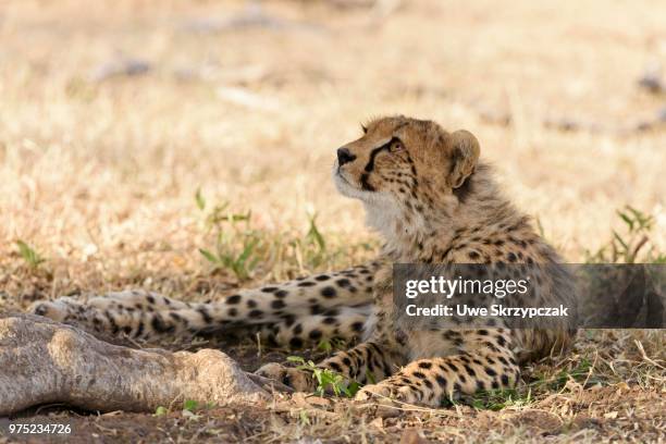 young cheetah (acinonyx jubatus), sitting in the shade, maasai mara national reserve, narok county, kenya - narok fotografías e imágenes de stock